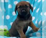Small #3 Labrador Retriever Mix