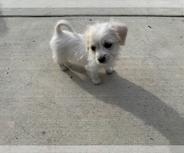Medium Photo #3 Chihuahua Puppy For Sale in Pacifica, CA, USA