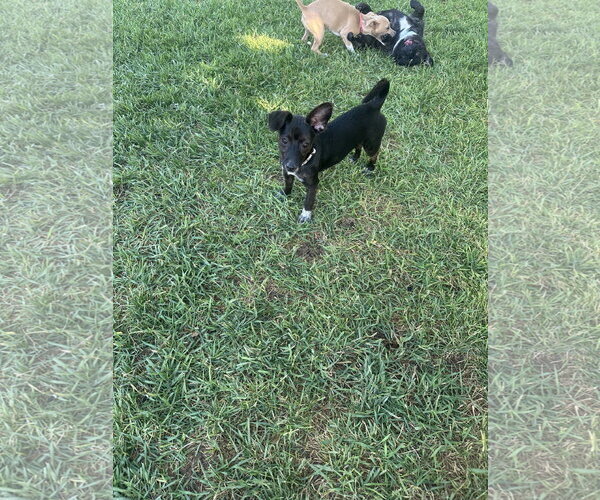 Medium Photo #14 Chiweenie Puppy For Sale in Sandy, UT, USA