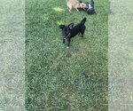 Small #13 Chiweenie
