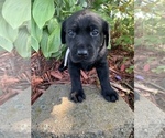 Small Photo #5 Labrador Retriever Puppy For Sale in ATHENS, WI, USA