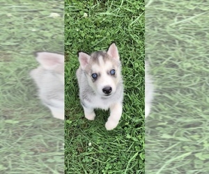 Siberian Husky Puppy for sale in BEAVER, OH, USA