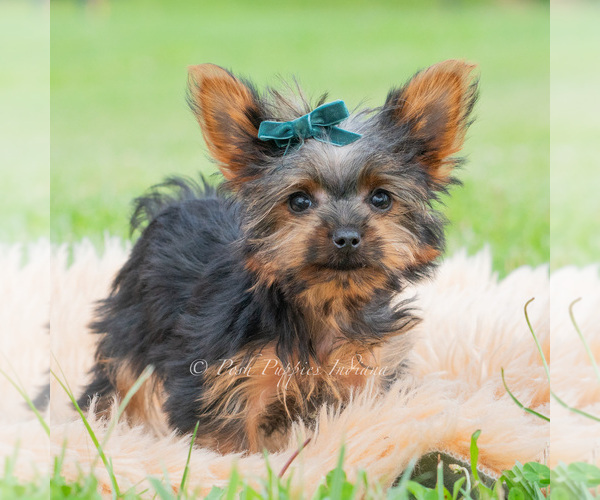 Medium Photo #4 Yorkshire Terrier Puppy For Sale in WARSAW, IN, USA