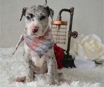 Small Photo #1 Great Dane Puppy For Sale in HONEY BROOK, PA, USA