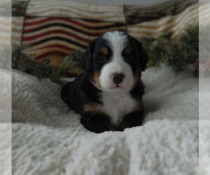 Medium Bernese Mountain Dog