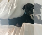 Puppy Columbus Boxer