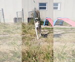 Small Photo #8 Siberian Husky-Unknown Mix Puppy For Sale in Evansville, IN, USA
