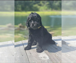 Small #10 Goldendoodle