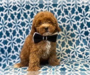 Goldendoodle-Poodle (Toy) Mix Puppy for sale in LAKELAND, FL, USA