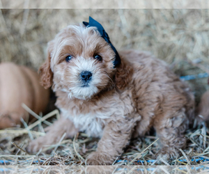 Cockapoo Puppy for sale in LIBERTY, KY, USA