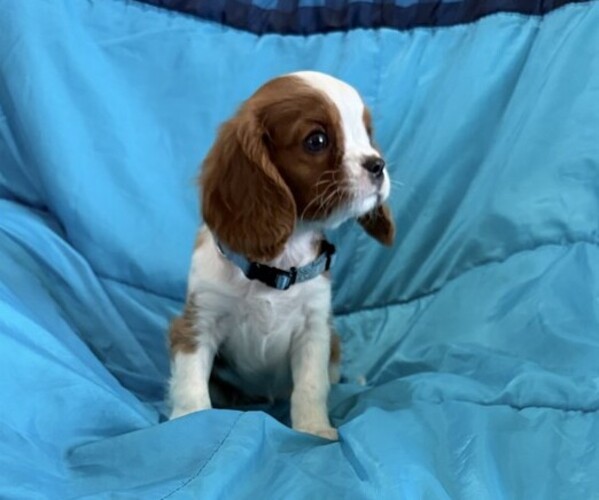 Medium Photo #3 Cavalier King Charles Spaniel Puppy For Sale in THORP, WI, USA