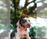 Small Photo #14 Catahoula Leopard Dog Puppy For Sale in WILSONVILLE, OR, USA