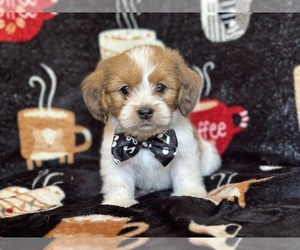 Dachshund Puppy for Sale in LAKELAND, Florida USA