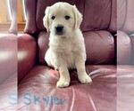 Small Photo #13 English Cream Golden Retriever Puppy For Sale in BLUE HILL, ME, USA