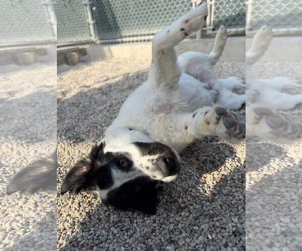 Medium Photo #4 Labrador Retriever-Unknown Mix Puppy For Sale in Jefferson, WI, USA