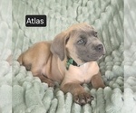 Small #8 Cane Corso