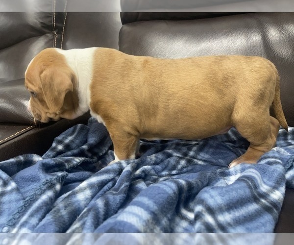 Medium Photo #69 American Bully Puppy For Sale in REESEVILLE, WI, USA