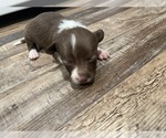Small #5 Border Collie-Chihuahua Mix