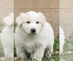 Small #2 Great Pyrenees