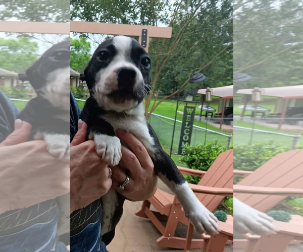Medium Photo #4 Boston Terrier-Jack Russell Terrier Mix Puppy For Sale in Wakefield, RI, USA