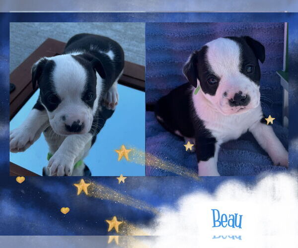 Medium Photo #2 Mutt Puppy For Sale in Walnutport, PA, USA