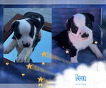 Small #1 Mutt