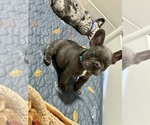 Small #3 French Bulldog