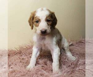 Goldendoodle-Poodle (Standard) Mix Puppy for sale in MILLERSBURG, PA, USA