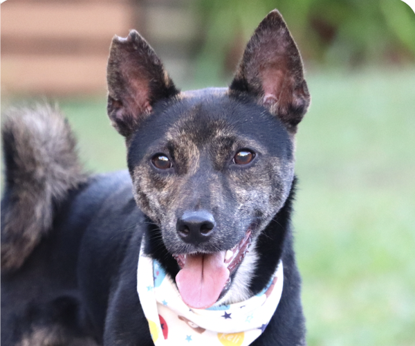 Medium Photo #1 Shiba Inu-Unknown Mix Puppy For Sale in San Ramon, CA, USA