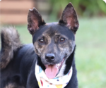 Small Shiba Inu Mix