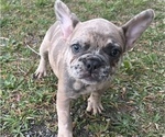 Puppy 1 French Bulldog