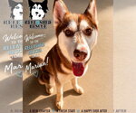 Small #1 Siberian Husky