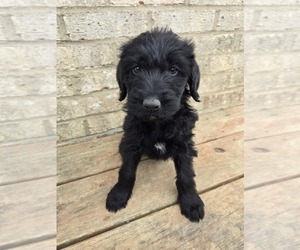 Labradoodle Puppy for sale in WILLIAMSTOWN, KY, USA
