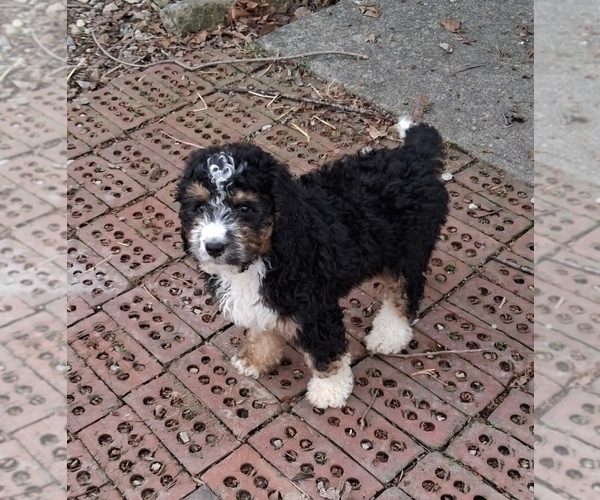 Medium Photo #3 Bernedoodle Puppy For Sale in GREENWOOD, IN, USA