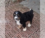 Small Photo #13 Bernedoodle Puppy For Sale in GREENWOOD, IN, USA