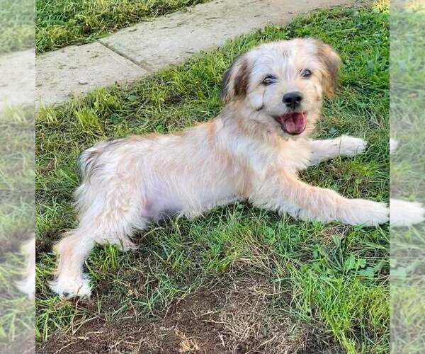 Medium Photo #2 Mutt Puppy For Sale in New York, NY, USA