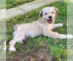 Small #1 Mutt