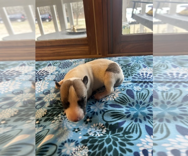 Medium Photo #1 Whippet Puppy For Sale in ONEIDA, TN, USA