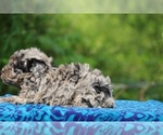 Small #7 Poodle (Toy)