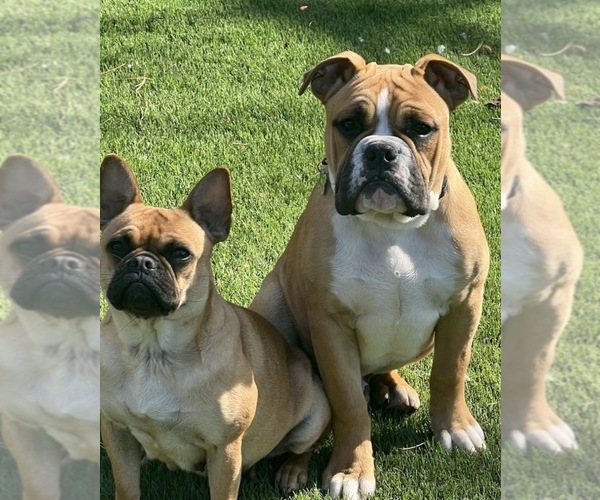 Medium Photo #1 French Bulloxer Puppy For Sale in KENT, WA, USA