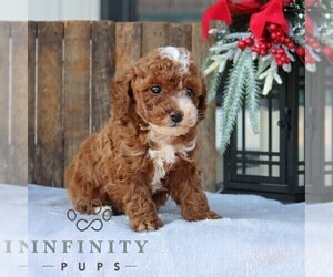 Poodle (Toy) Puppy for sale in GORDONVILLE, PA, USA