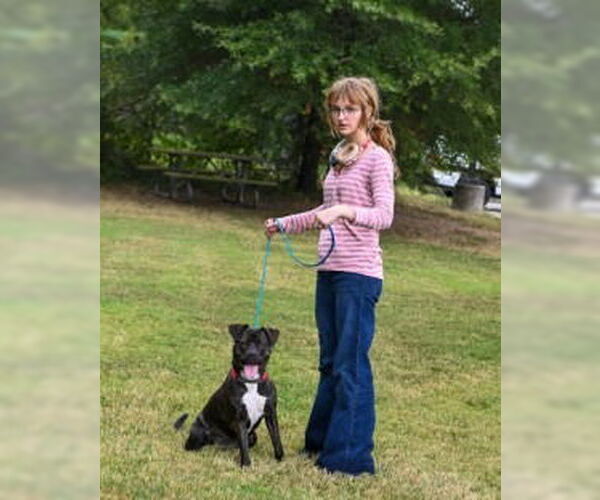 Medium Photo #6 American Bandogge mastiff Puppy For Sale in Glen Allen, VA, USA