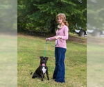Small #5 American Bandogge mastiff