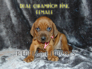 Redbone Coonhound Puppy for sale in WALDRON, AR, USA