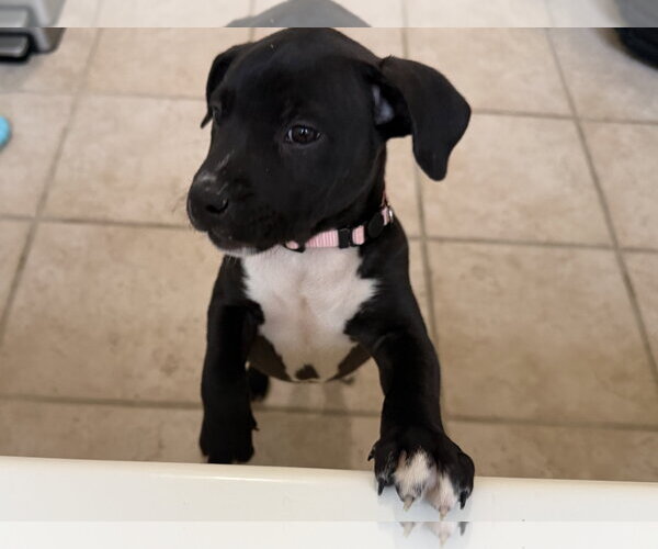 Medium Photo #4 American Staffordshire Terrier-Unknown Mix Puppy For Sale in Holly Springs, NC, USA