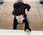 Small Photo #4 American Staffordshire Terrier-Unknown Mix Puppy For Sale in Holly Springs, NC, USA