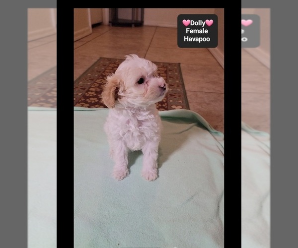 Medium Photo #2 Havapoo Puppy For Sale in TUCSON, AZ, USA