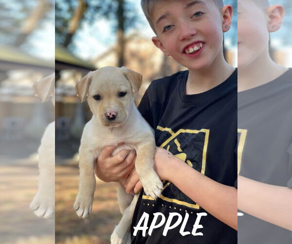 Medium Photo #6 Labrador Retriever-Unknown Mix Puppy For Sale in Mount Pleasant, SC, USA