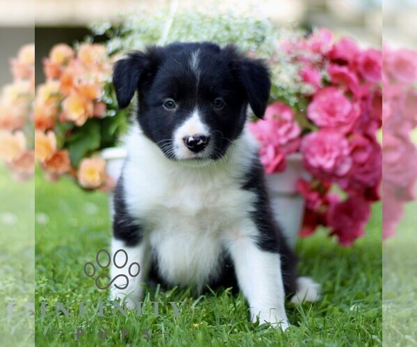 Medium Photo #3 Border Collie Puppy For Sale in QUARRYVILLE, PA, USA