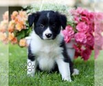 Small #2 Border Collie